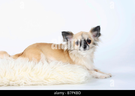 Chihuahua Langhaar Stockfoto