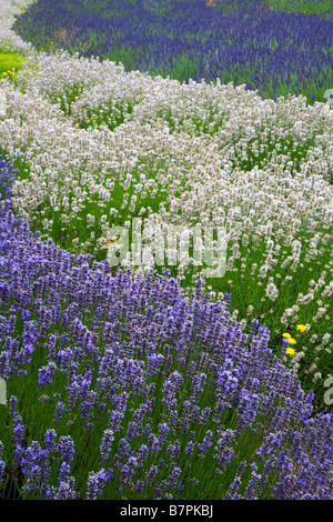 Vashon Island, WA geschwungene Reihen von Lavendel Lavendula Vera in einem kultivierten Feld Stockfoto