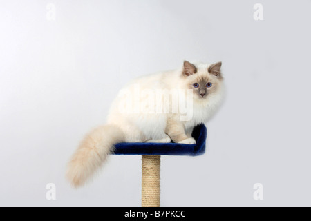 Heiligen Katze von Birma Lilac point Tomcat 7 Monat Birman Stockfoto