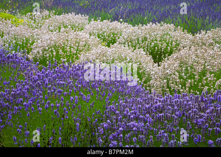 Vashon Island, WA geschwungene Reihen von Lavendel Lavendula Vera in einem kultivierten Feld Stockfoto