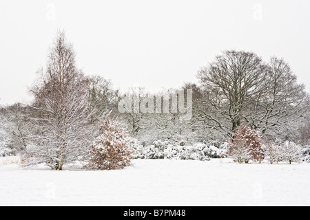 Schneebedeckte Bäume in einem Park in London 2009 Stockfoto