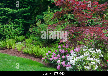 Vashon Island, WA: Pacific Northwest Wald Garten mit blühenden Rhododendren japanische Ahorne und Schwert Farne Stockfoto