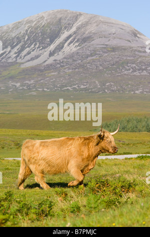 Eine reinrassige Highland Kuh, Bestandteil der Inver Herde auf der Isle of Jura. Hinter ist Beinn Chaolais, 733 m, einer der Paps of Jura. Stockfoto
