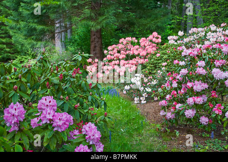 Vashon Island WA Pfad im pazifischen Nordwesten Waldgarten mit blühenden Rhododendren Stockfoto