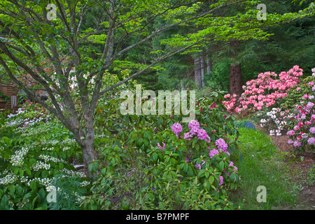 Vashon Island, WA: Pfad im pazifischen Nordwesten Waldgarten mit blühenden Rhododendren und Verbreitung Hartriegel Stockfoto