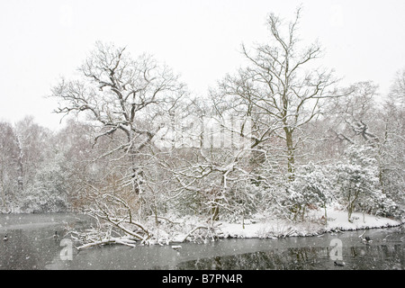 Schneebedeckte Bäume in einem Park in London 2009 Stockfoto