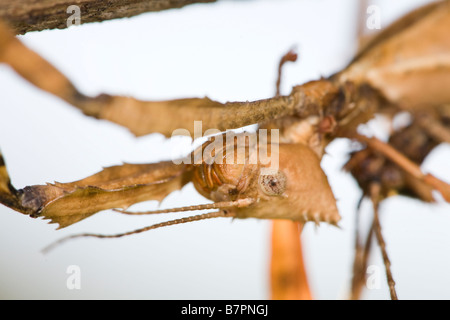 Eine Gefangene Frau MacLeay Gespenst, Extatosoma Tiaratum, hängt kopfüber an einem Ast in Montecito, Kalifornien, USA Stockfoto