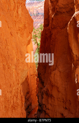 Slotcanyon in der Wall-Street-Sektion des Bryce Canyon National Park, Utah Stockfoto