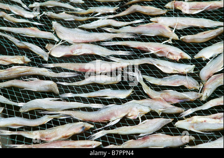 Fische trocknen in der Sonne auf Drahtgeflecht in einem malaysischen Fischerdorf Stockfoto