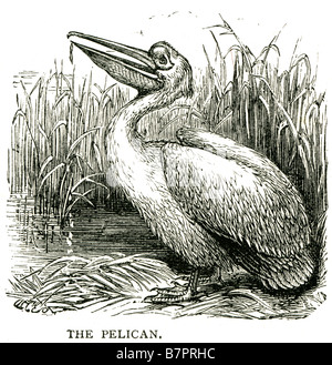 Pelikan Pelecanidae Pelecaniformes Vogel Flussufer liest Wasser Wildlife Natur Tiere wild Outdoor Stockfoto