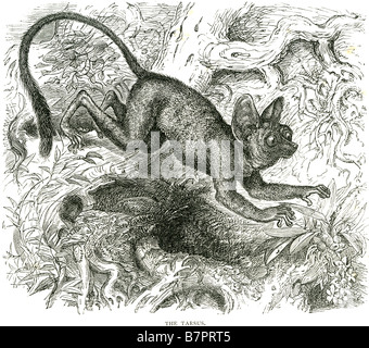 Tarsus laufen springen Wald Dschungel Tiere Natur Tier wild Outdoor Koboldmakis Halbaffen Primaten der Gattung Tarsius, Stockfoto