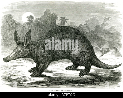 Cape Ant Eater Erdferkel Orycteropus nachtaktive Säugetiere Afrikas Tierwelt Natur Tiere wild Outdoor Stockfoto