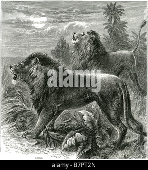 Löwen Panthera Leo Felidae Panthera männlichen Raubtier Tiere Afrika Löwe Ebenen Wildlife Natur wild Outdoor Stockfoto