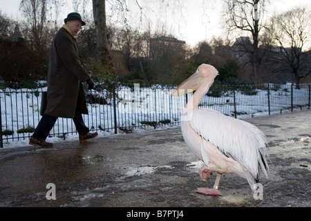 Pelikan im St.James Park, london Stockfoto