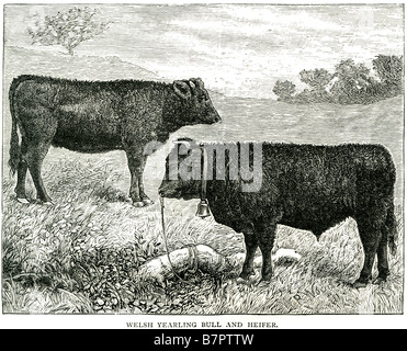 walisische Jährling Stier und Kuh Bovinae Rindfleisch Kalbfleisch geehrt Horn Carolus Linnaeus Stockfoto