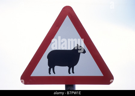 Hüten von Schafen, Straßenschild, UK Stockfoto