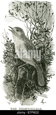 die Nachtigall die Nachtigall (Luscinia Megarhynchos), auch bekannt als Rufous und Nachtigall, ist ein kleiner Singvogel Vogel Stockfoto