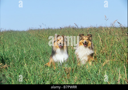 zwei Shelties - sitzen auf der Wiese Stockfoto