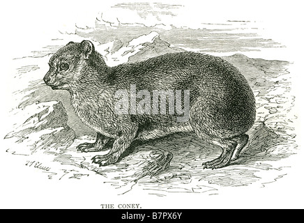 die Coney The Rock Hyrax (Procavia Capensis) oder Cape Hyrax, ist eine Spezies in der Reihenfolge Familie. Wie alle manatus es Superfic Stockfoto