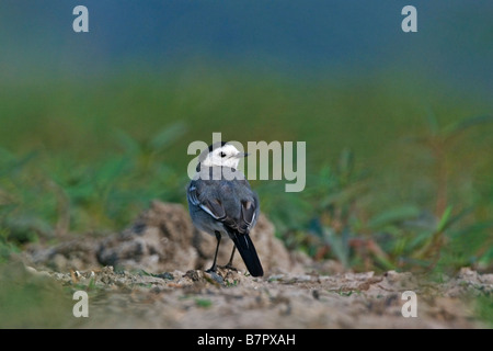 Indische Trauerschnäpper Bachstelze - Motacilla alba Stockfoto