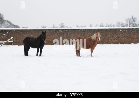 Zwei Pferde im Schnee nach Hause Park Surrey UK Stockfoto