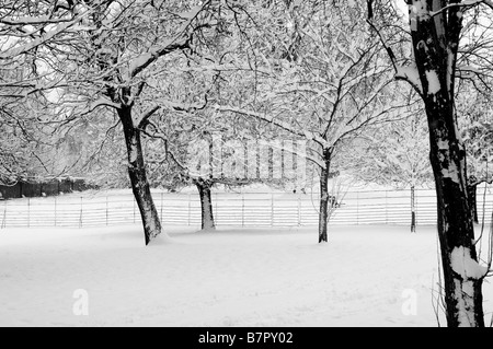 Bäume im Schnee nach Hause Park Surrey UK Stockfoto