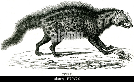 Civets sind klein, geschmeidigen Körper, meistens arboreal Säugetiere in den Tropen Afrikas und Asiens heimisch. Civet steht für die di Stockfoto