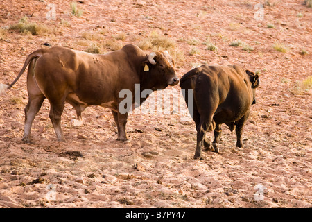 Rinderzucht in Arizona, USA Stockfoto