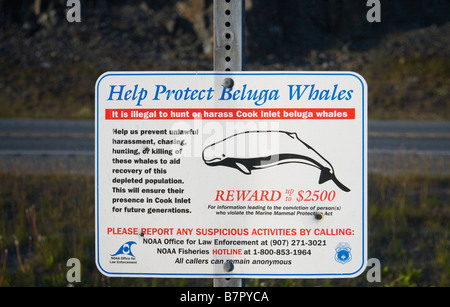 Melden Sie bitte um Hilfe, Schutz der Belugawale bei Beluga Point, Alaska Stockfoto