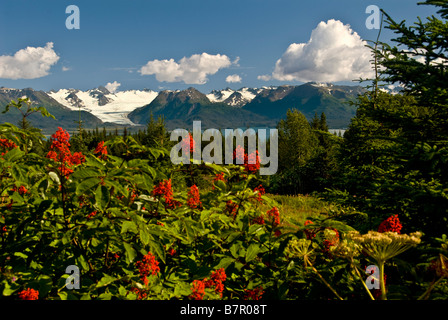 Sommer Szene Grewingk Gletscher und die Kenai-Berge des Kachemak Bay State Park in Yunan Alaska Stockfoto