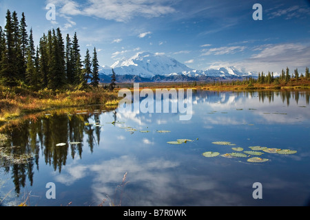 Die Nordwand und Gipfel des Mt. Mckinley spiegelt sich in einem kleinen Tundra-Teich in Denali Nationalpark, Alaska Stockfoto