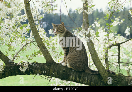 Tabby Katze - auf Baum Stockfoto