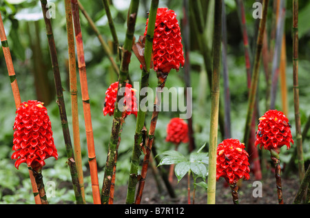 indonesische Wachs Ingwer, Ananas, Ingwer, malaysische Spirale Ingwer (Tapeinochilos Ananassae), blühen Stockfoto