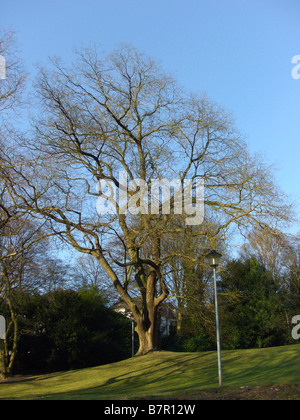 Japanische Pagode Baum (Sophora Japonica), einziger Baum in einem Park im winter Stockfoto