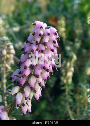 Frühling-Heide (Erica Herbacea, Erica Carnea), blühen Stockfoto