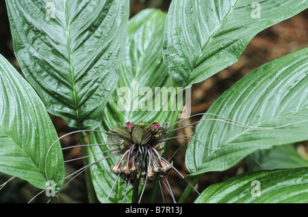 Fledermaus-Anlage (Tacca Integrifolia), blühen Stockfoto