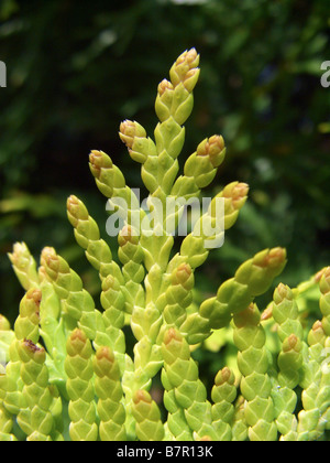 Chinesische Arbor Vitae Thuja Orientalis, Thuja Orientalis Gold Europa, Thuja Orientalis Gold Europa, Platycladus Orientalis) Stockfoto