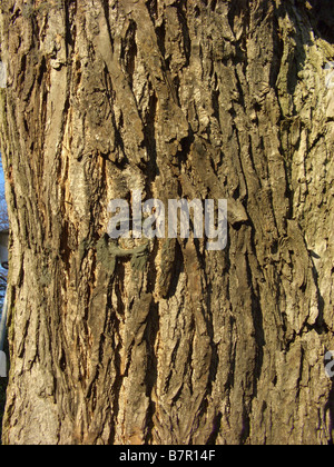 Japanische Pagode Baum (Sophora Japonica), Rinde Stockfoto