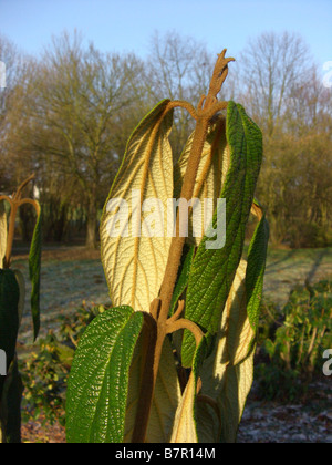 Runzelblatt-Schneeball (Viburnum Rhytidophyllum), Zweig mit Winter-Knospen Stockfoto