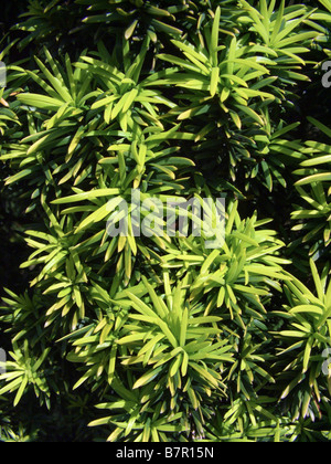 Eiben (Taxus Baccata 'Fastigiata Aurea', Taxus Baccata Fastigiata Aurea), Blätter der Art Fastigiata Aurea Stockfoto