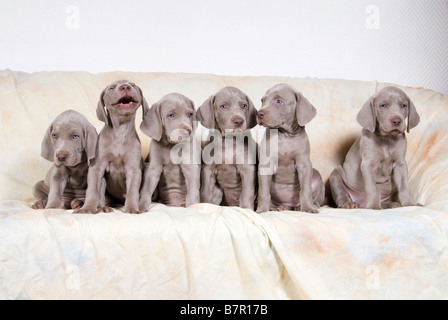 sechs Weimaraner Welpen - auf sofa Stockfoto