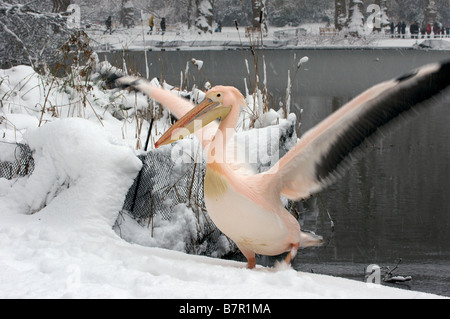 Pelikan-Spannweite Stockfoto