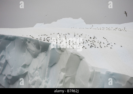 Eis in der Dänemarkstraße zwischen Grönland und Island im Nordatlantik Stockfoto