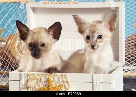 Siamesische Katze - zwei Kätzchen sitzen in Holzkiste Stockfoto