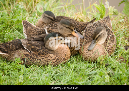 Drei Enten auf dem Shropshire-Union-Kanal im Zentrum von Chester, England Stockfoto