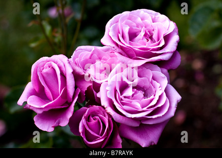 Barbara Streisand Rose aus Portland Rose Garten, Portland Oregon USA Stockfoto