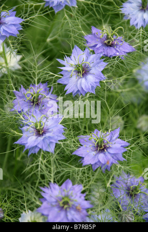 Liebe im Nebel, Nigella SP., Butterblume Stockfoto