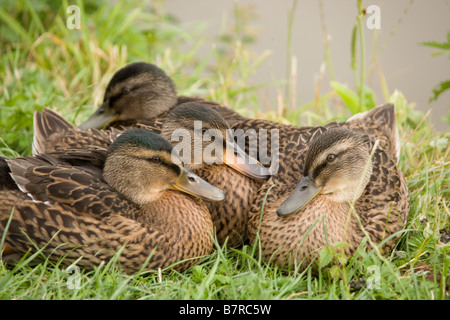 Drei Enten auf dem Shropshire-Union-Kanal im Zentrum von Chester, England Stockfoto