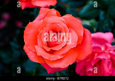 Rosen aus Portland Rose Garden Stockfoto