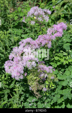 Columbine Meadow Rue, Thalictrum Aquilegiifolium, Butterblume Stockfoto